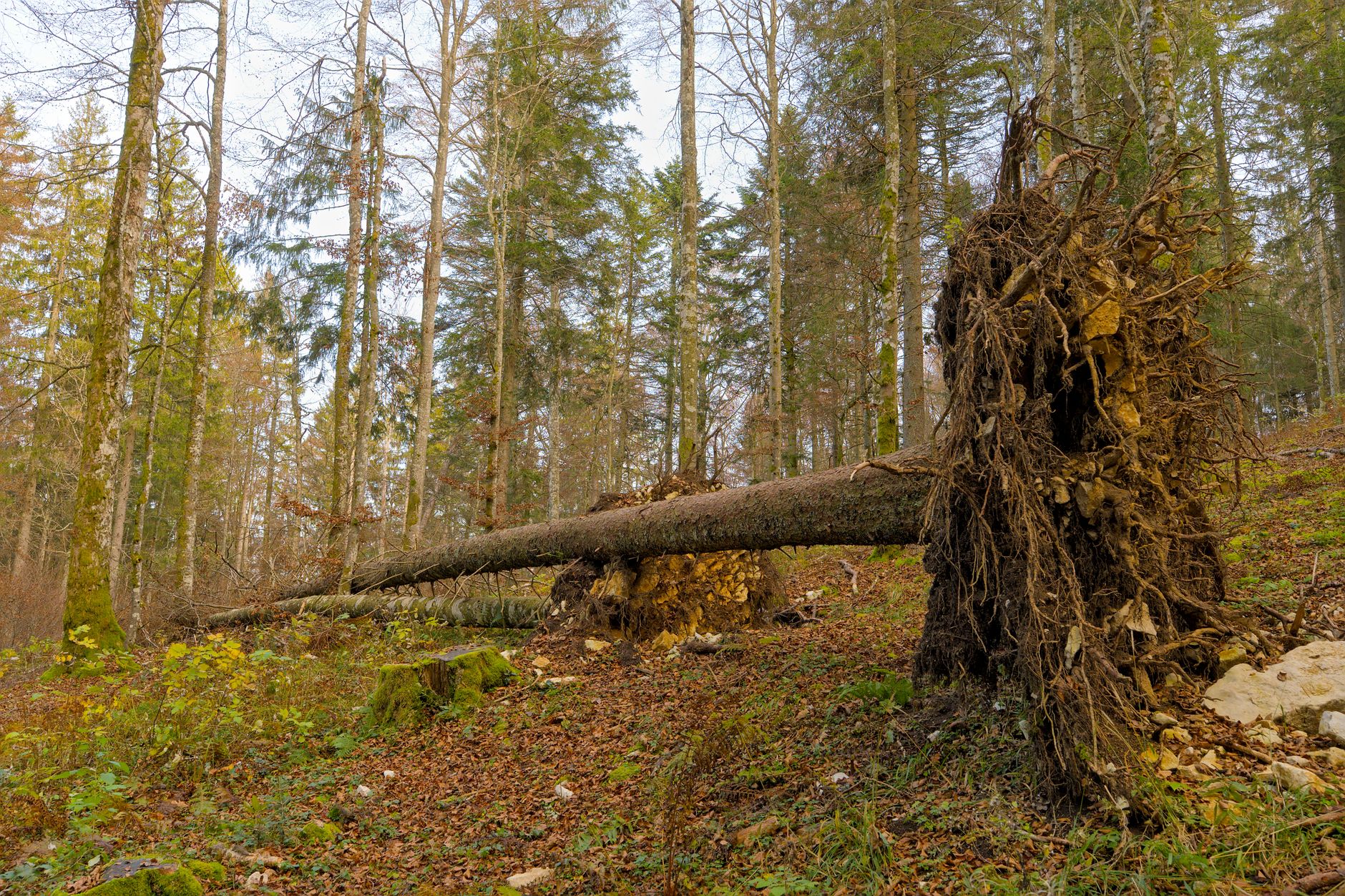 Enlèvement arbre urgence à Le Mans
